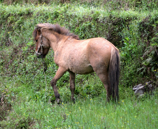 Baise Horse China GLOSSY POSTER PICTURE PHOTO PRINT BANNER  CONVERSATIONPRINTS