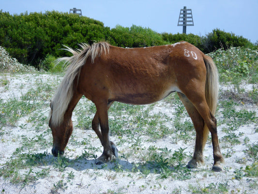 Banker Horse Breed GLOSSY POSTER PICTURE PHOTO PRINT BANNER  CONVERSATIONPRINTS