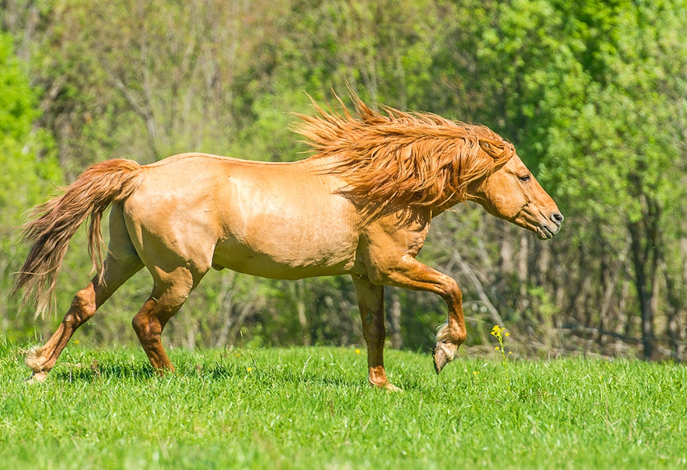 Bashkir Horse Breed GLOSSY POSTER PICTURE PHOTO PRINT BANNER  CONVERSATIONPRINTS