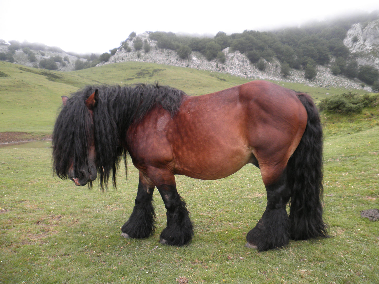 Basque Mountain Horse Breed GLOSSY POSTER PICTURE PHOTO PRINT BANNER  CONVERSATIONPRINTS