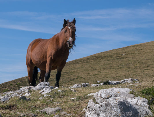 Basque Mountain Horse Breed Spain GLOSSY POSTER PICTURE PHOTO PRINT BANNER  CONVERSATIONPRINTS