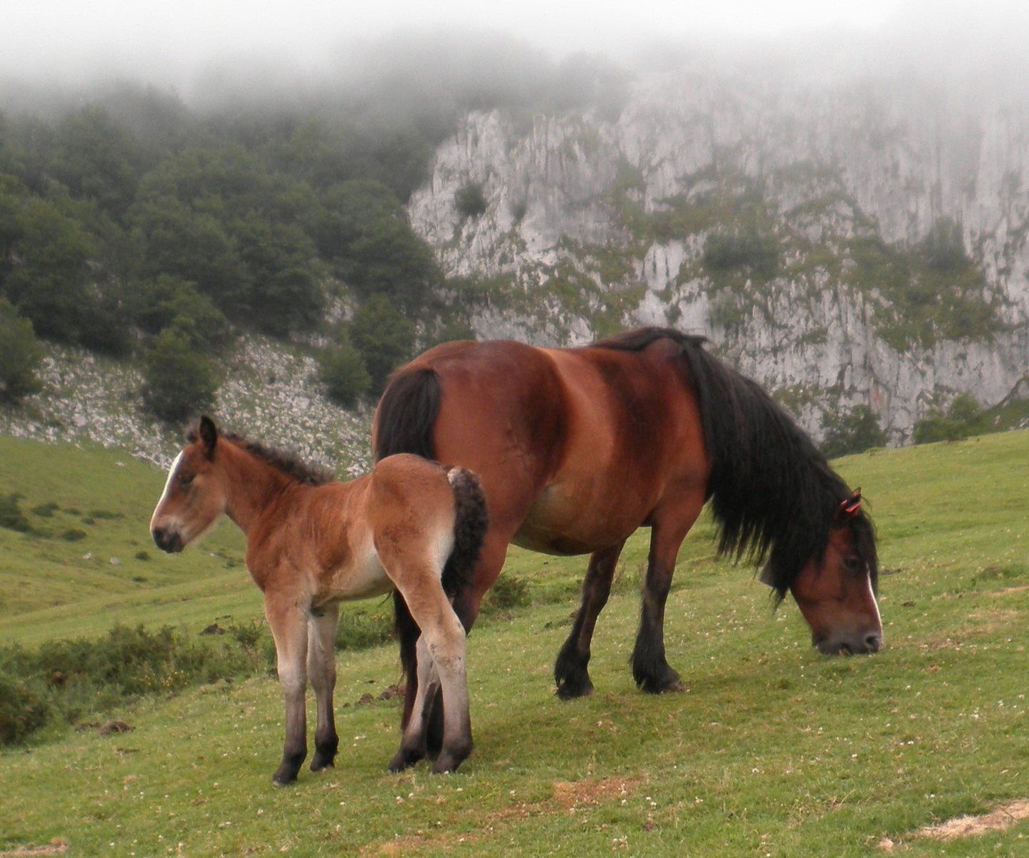 Basque Mountain Horses Spanish GLOSSY POSTER PICTURE PHOTO PRINT BANNER  CONVERSATIONPRINTS