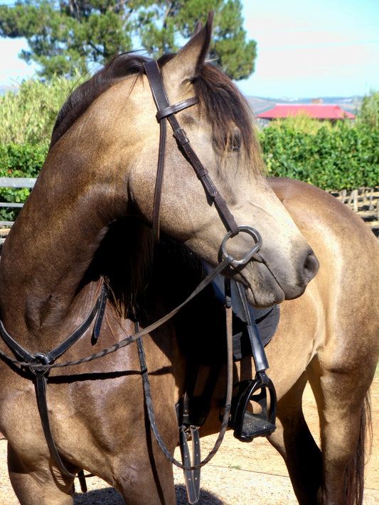 Boerperd Horse South Africa GLOSSY POSTER PICTURE PHOTO PRINT BANNER  CONVERSATIONPRINTS