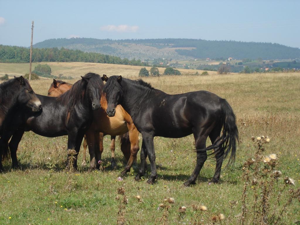 Bosnian Mountain Horse GLOSSY POSTER PICTURE PHOTO PRINT BANNER  CONVERSATIONPRINTS