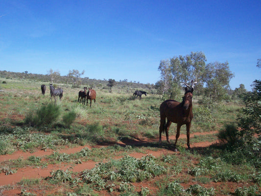 Brumby Horse Breed Australia GLOSSY POSTER PICTURE PHOTO PRINT BANNER  CONVERSATIONPRINTS