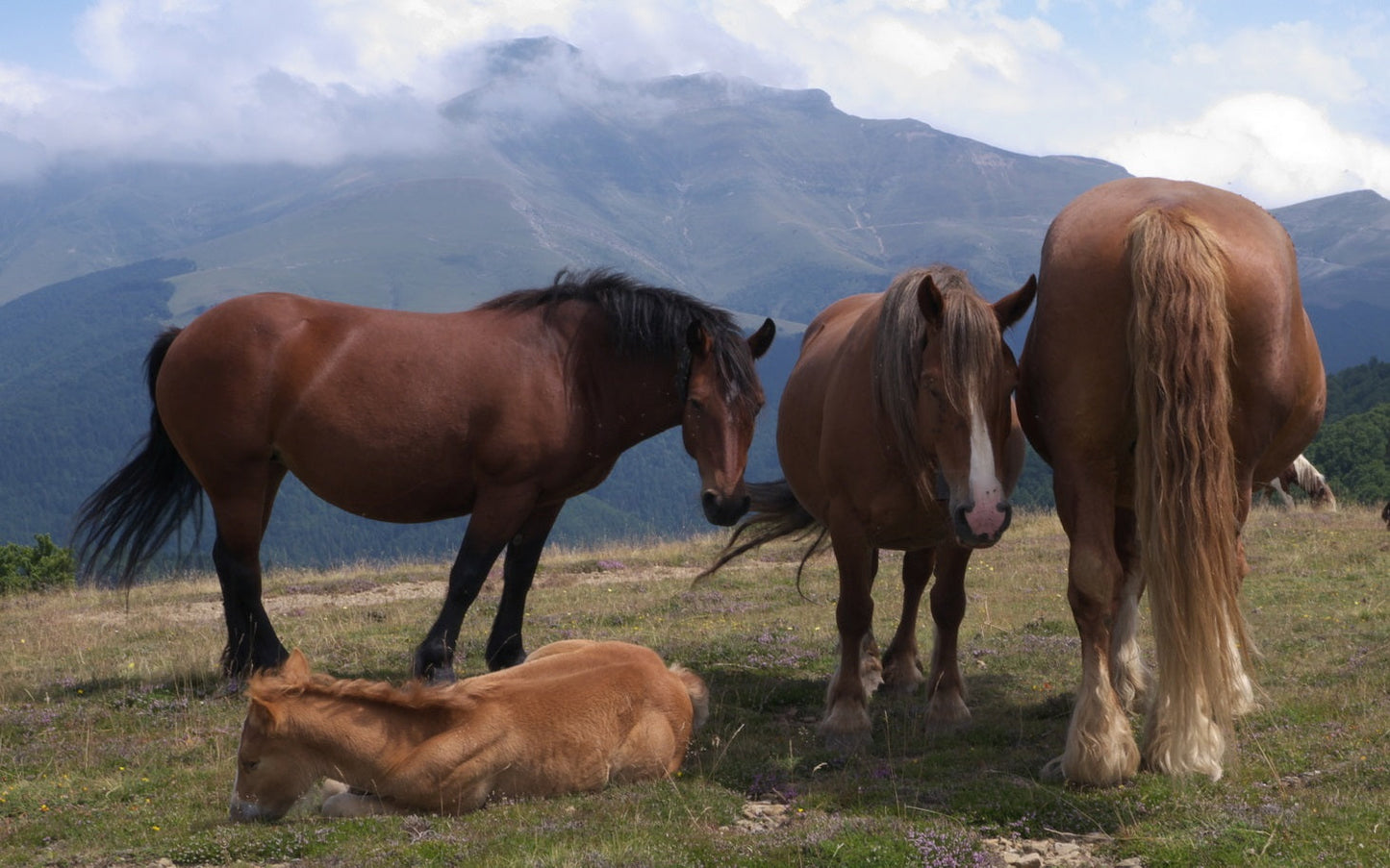 Burguete Horse Breed Spain GLOSSY POSTER PICTURE PHOTO PRINT BANNER  CONVERSATIONPRINTS