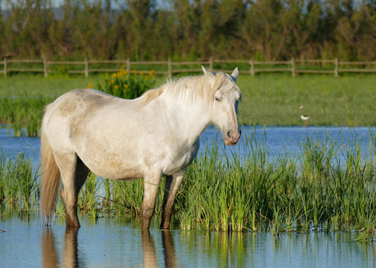 Camargue Horse Breed France GLOSSY POSTER PICTURE PHOTO PRINT BANNER  CONVERSATIONPRINTS