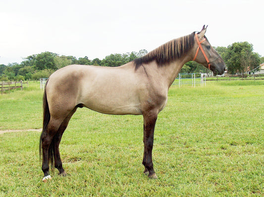 Campolina Horse Breed Brazil GLOSSY POSTER PICTURE PHOTO PRINT BANNER  CONVERSATIONPRINTS