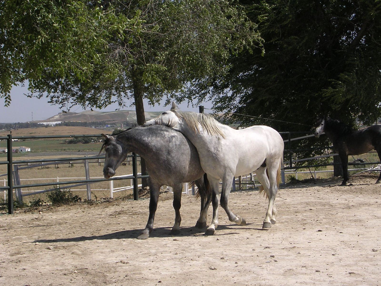 Carthusian Spanish Horse GLOSSY POSTER PICTURE PHOTO PRINT BANNER  CONVERSATIONPRINTS