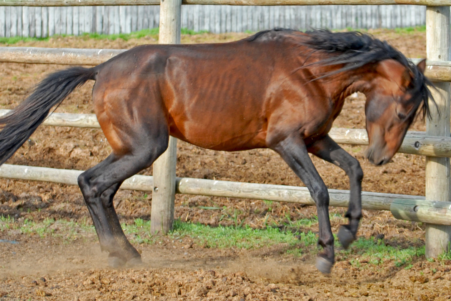 Caspian Horse Breed GLOSSY POSTER PICTURE PHOTO PRINT BANNER  CONVERSATIONPRINTS