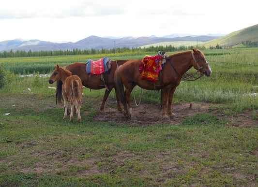 Chinese Mongolian Horses GLOSSY POSTER PICTURE PHOTO PRINT BANNER  CONVERSATIONPRINTS