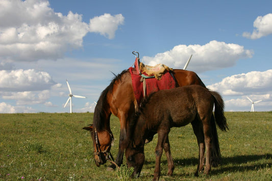 Chinese Mongolian Horse Breed GLOSSY POSTER PICTURE PHOTO PRINT BANNER  CONVERSATIONPRINTS