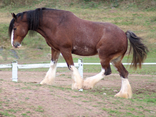 Clydesdale Horse Breed GLOSSY POSTER PICTURE PHOTO PRINT BANNER  CONVERSATIONPRINTS