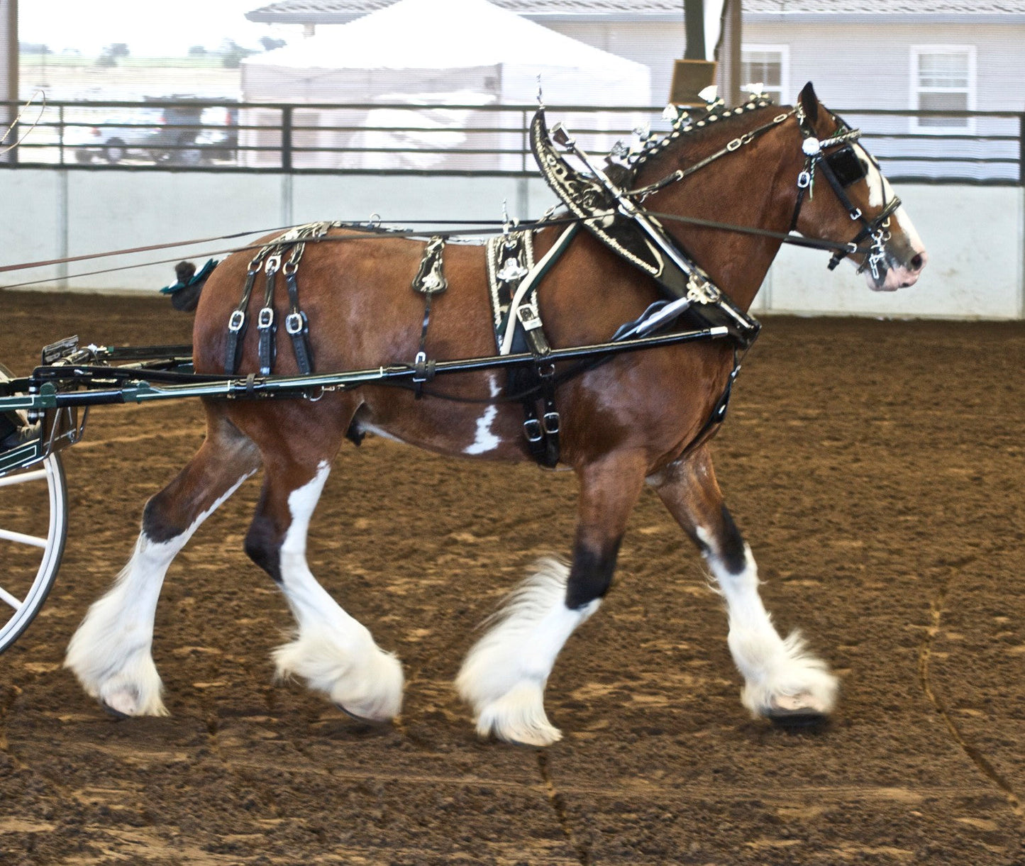 Clydesdale Horse Breed Scottish GLOSSY POSTER PICTURE PHOTO PRINT BANNER  CONVERSATIONPRINTS