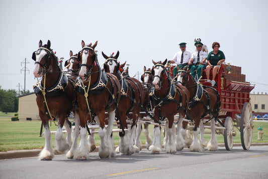 Clydesdale Horse Draught Scottish GLOSSY POSTER PICTURE PHOTO PRINT BANNER  CONVERSATIONPRINTS