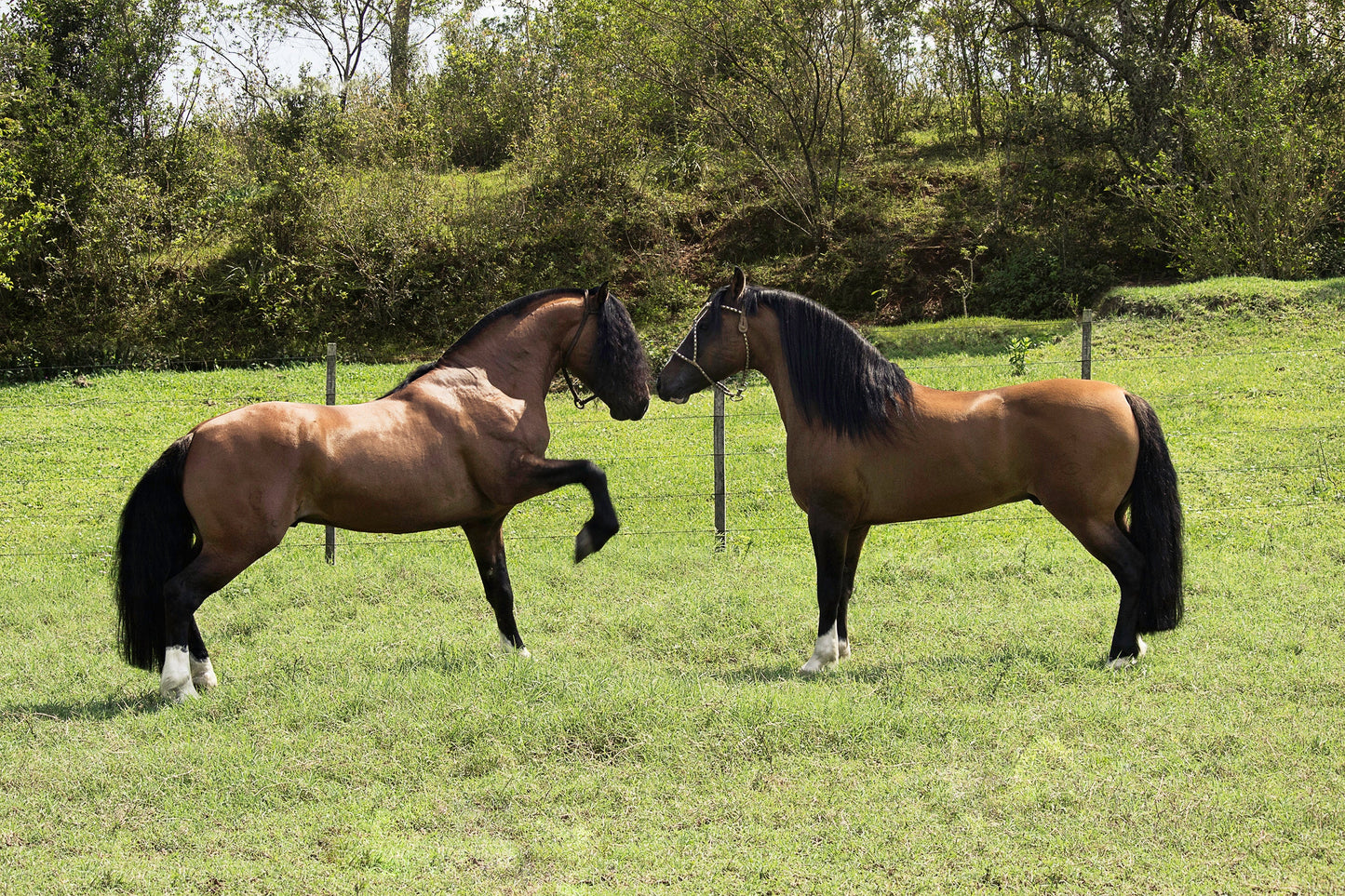 Criollo Horse Breed GLOSSY POSTER PICTURE PHOTO PRINT BANNER  CONVERSATIONPRINTS