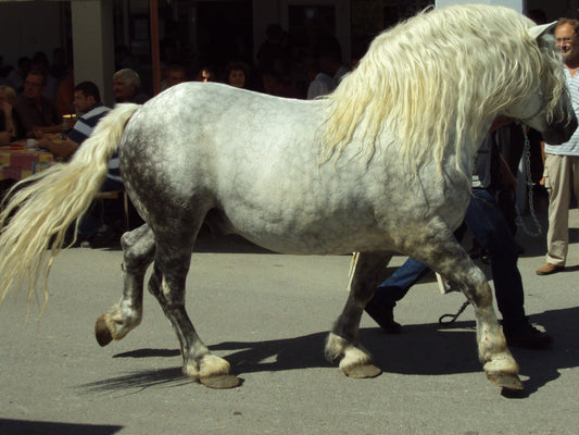 Croatian Coldblood Horse GLOSSY POSTER PICTURE PHOTO PRINT BANNER  CONVERSATIONPRINTS