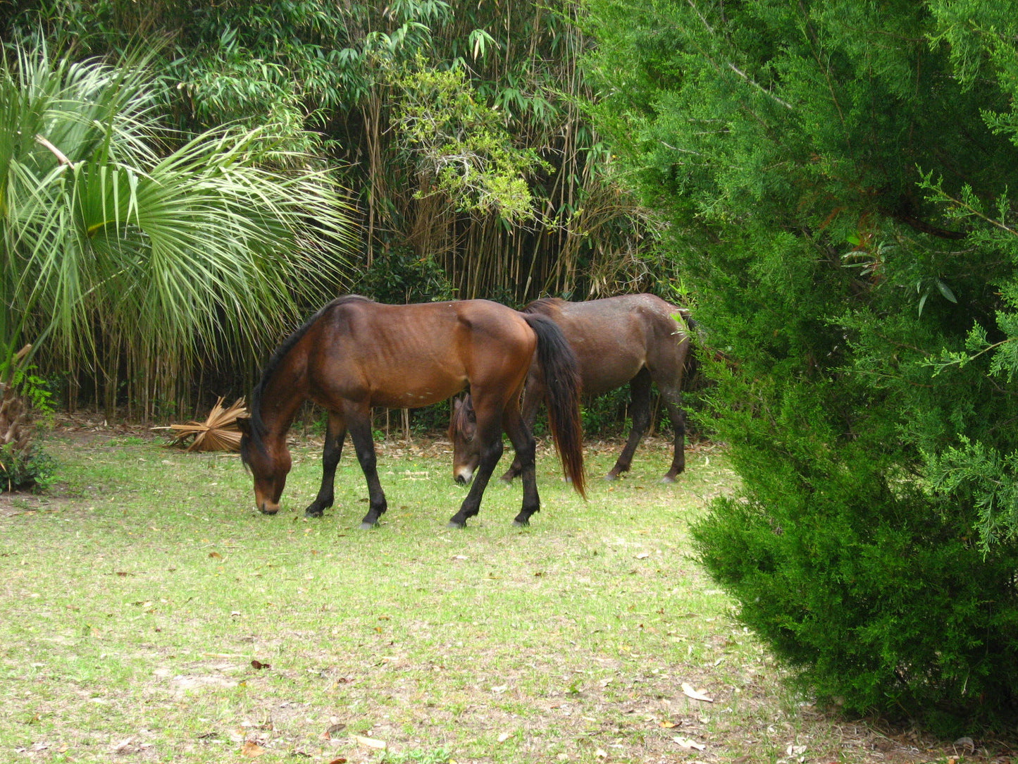 Cumberland Island Horse GLOSSY POSTER PICTURE PHOTO PRINT BANNER  CONVERSATIONPRINTS