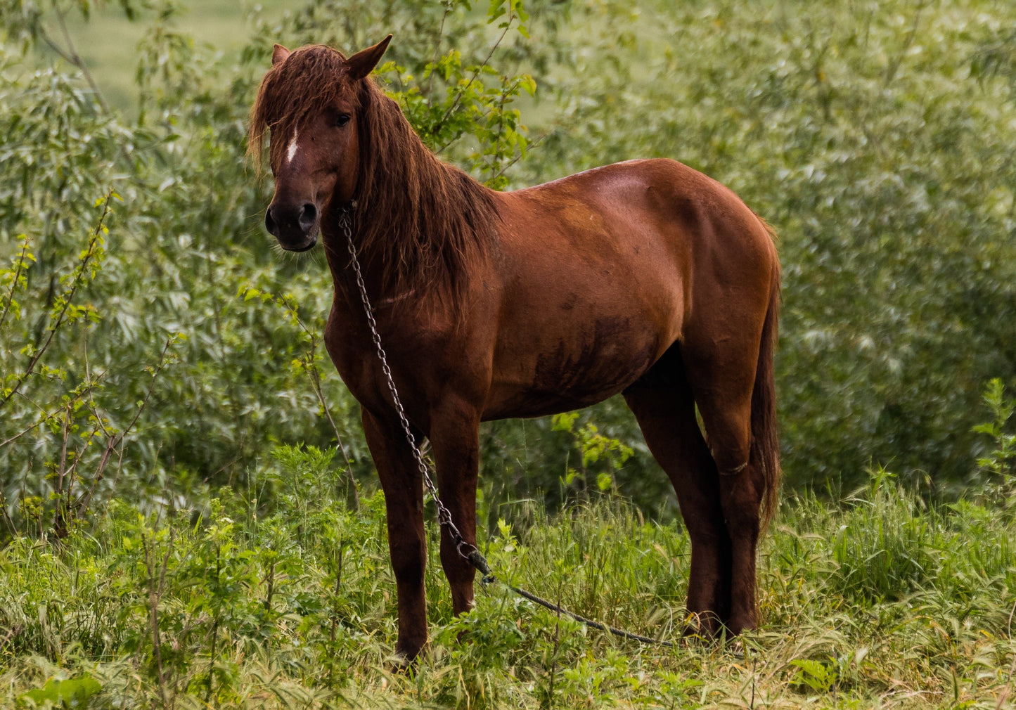 Danube Delta Horse GLOSSY POSTER PICTURE PHOTO PRINT BANNER  CONVERSATIONPRINTS