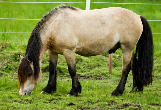 Dolehest Horse Breed GLOSSY POSTER PICTURE PHOTO PRINT BANNER  CONVERSATIONPRINTS