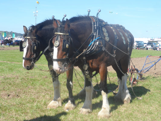 Draft Horses GLOSSY POSTER PICTURE PHOTO PRINT BANNER  CONVERSATIONPRINTS