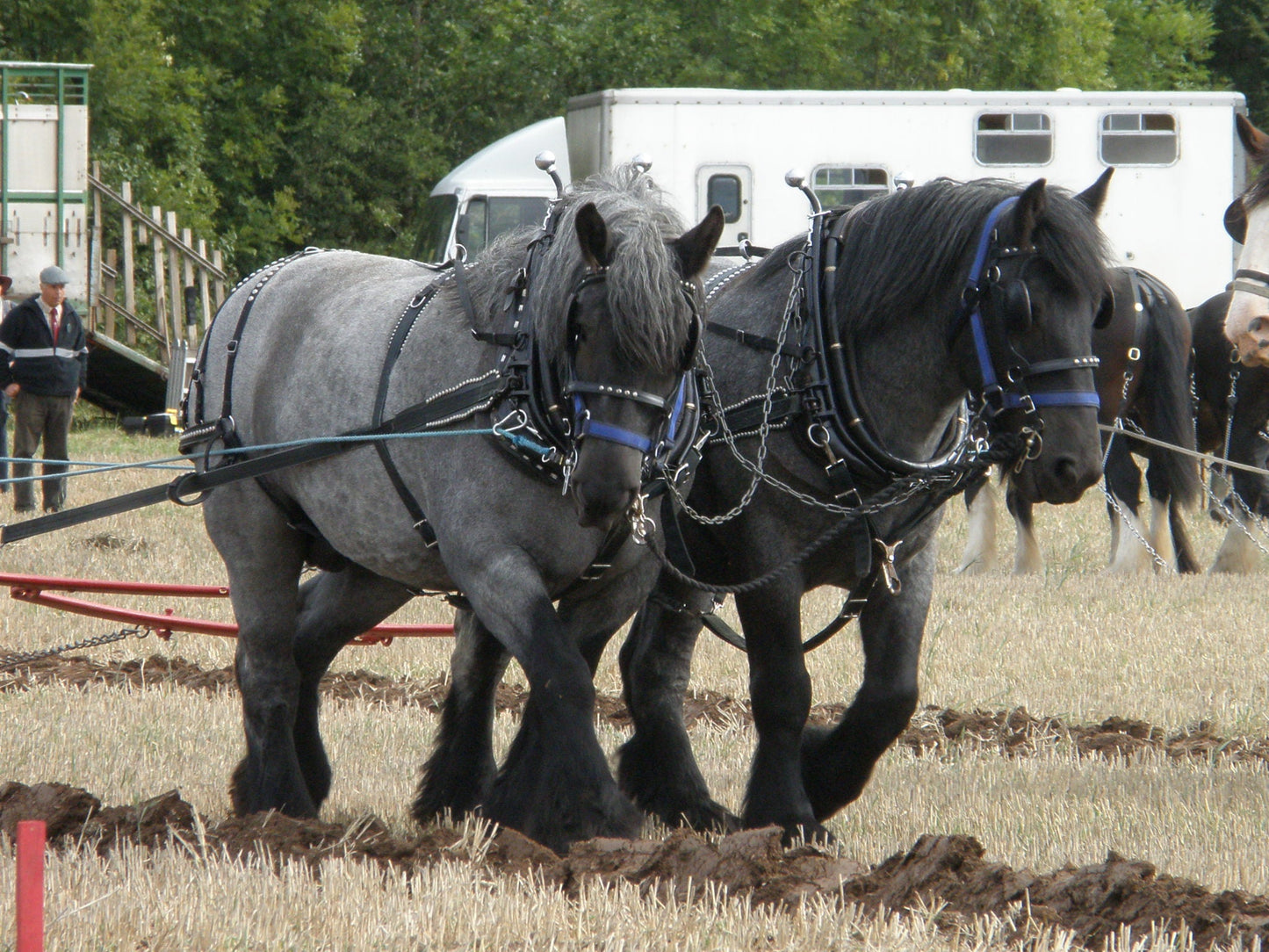 Dutch Draft Horse Breed GLOSSY POSTER PICTURE PHOTO PRINT BANNER  CONVERSATIONPRINTS