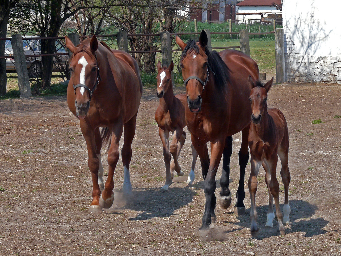 East Bulgarian Horse GLOSSY POSTER PICTURE PHOTO PRINT BANNER  CONVERSATIONPRINTS