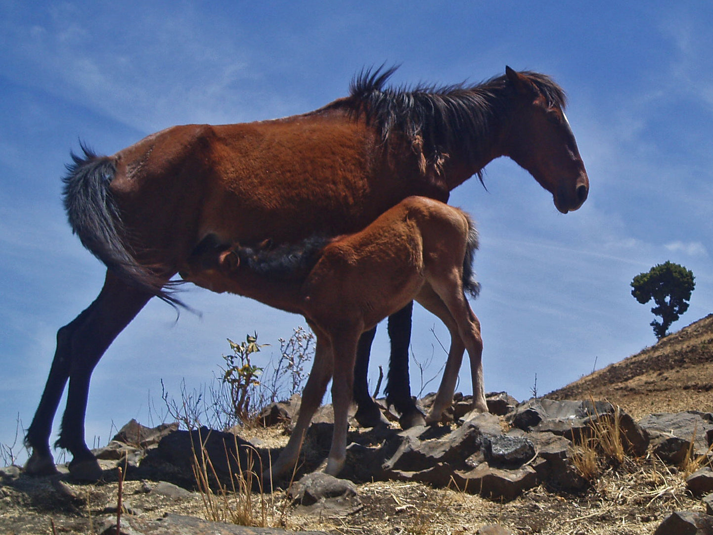 Ethiopian Horse Abyssinia GLOSSY POSTER PICTURE PHOTO PRINT BANNER  CONVERSATIONPRINTS