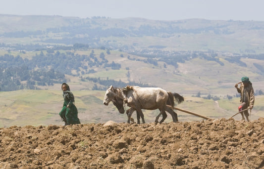 Ethiopian Horses Abyssinian GLOSSY POSTER PICTURE PHOTO PRINT BANNER  CONVERSATIONPRINTS