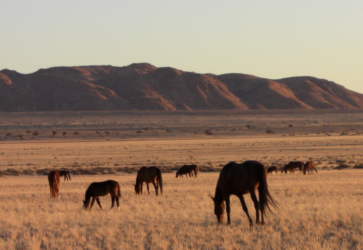 Feral Horses in Field GLOSSY POSTER PICTURE PHOTO PRINT BANNER  CONVERSATIONPRINTS