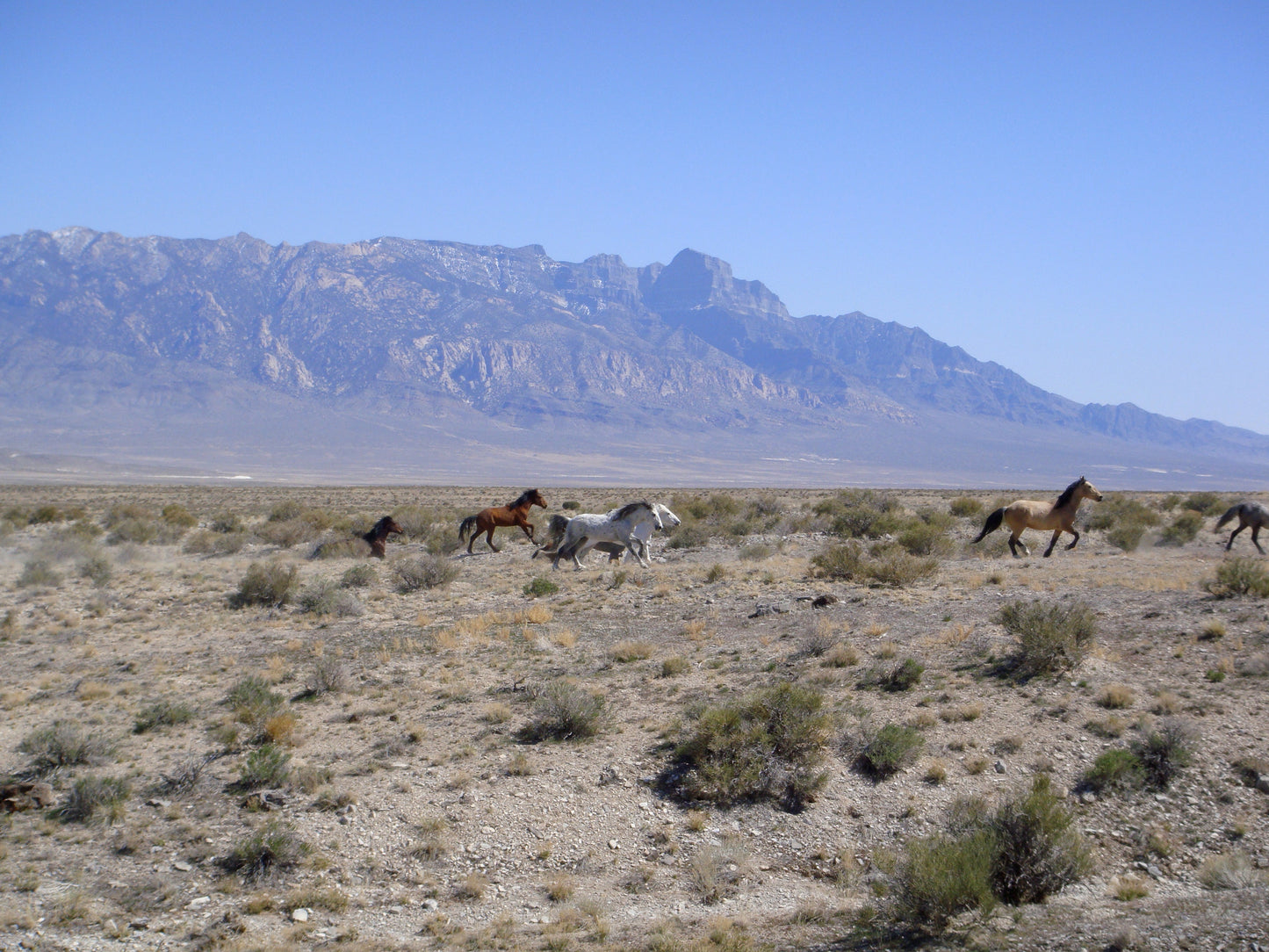 Feral Horses Running GLOSSY POSTER PICTURE PHOTO PRINT BANNER  CONVERSATIONPRINTS