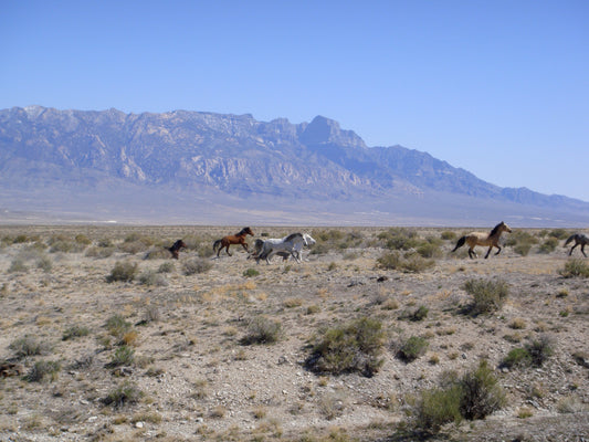 Feral Horses Running GLOSSY POSTER PICTURE PHOTO PRINT BANNER  CONVERSATIONPRINTS