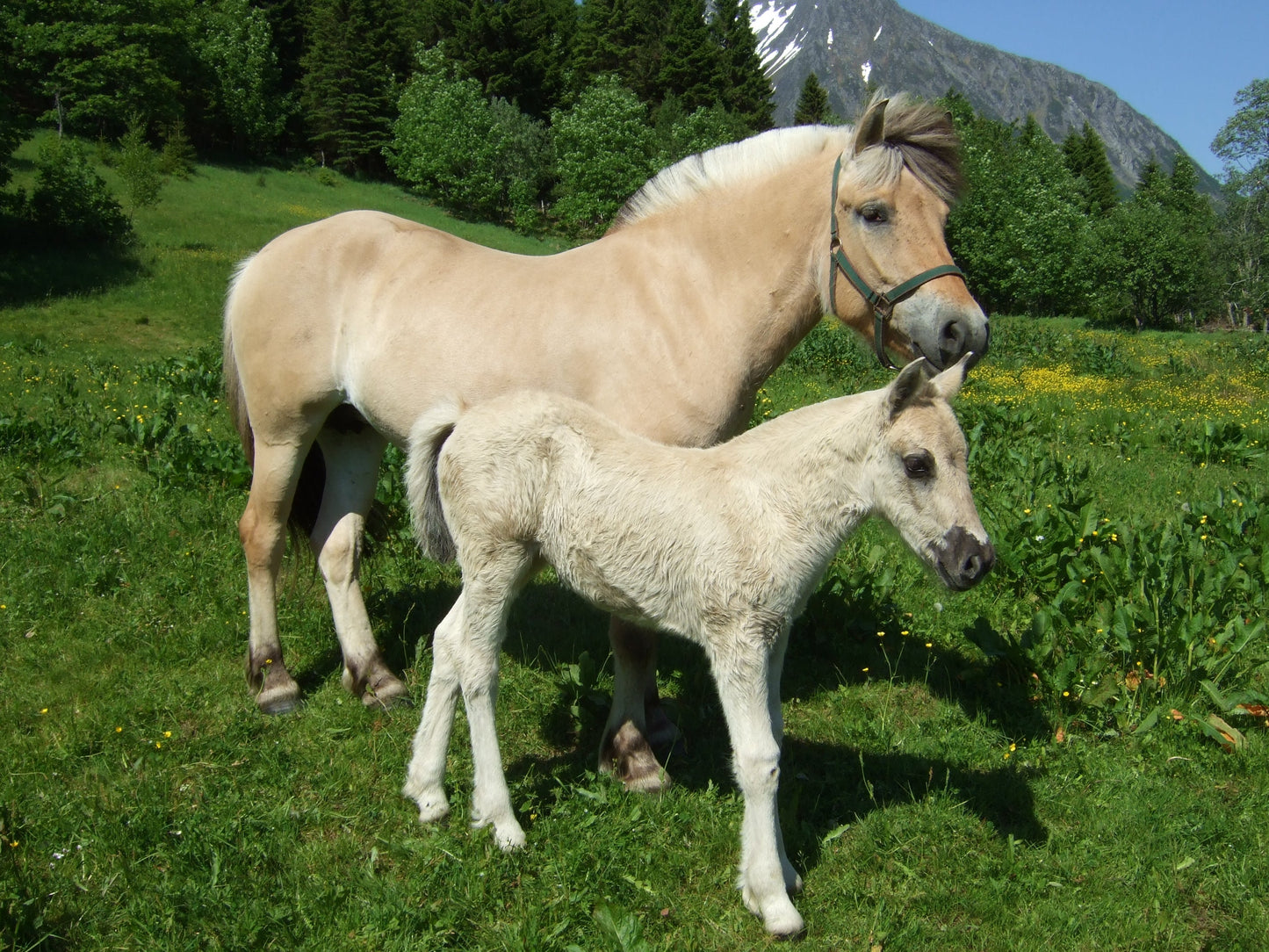 Fjord Horses GLOSSY POSTER PICTURE PHOTO PRINT BANNER  CONVERSATIONPRINTS