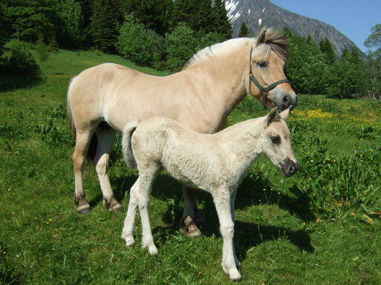 Fjord Horses GLOSSY POSTER PICTURE PHOTO PRINT BANNER  CONVERSATIONPRINTS