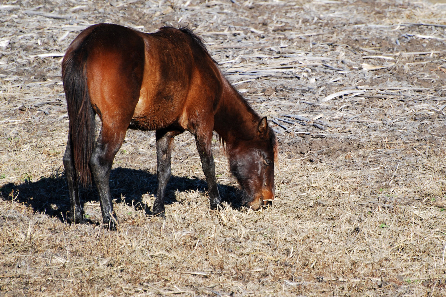 Florida Cracker Horse GLOSSY POSTER PICTURE PHOTO PRINT BANNER  CONVERSATIONPRINTS