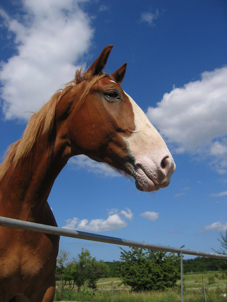 Frederikborger Horse GLOSSY POSTER PICTURE PHOTO PRINT BANNER  CONVERSATIONPRINTS