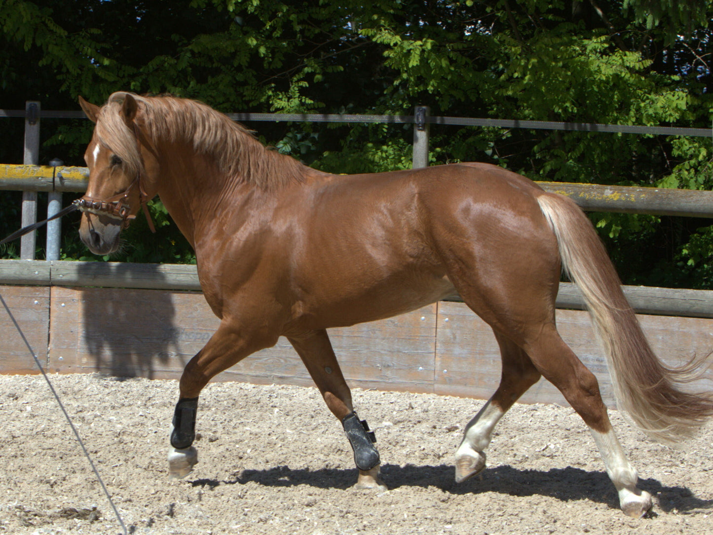 Freiberger Horse Breed GLOSSY POSTER PICTURE PHOTO PRINT BANNER  CONVERSATIONPRINTS