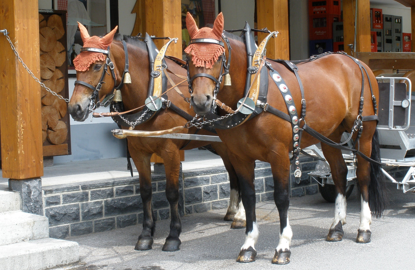 Freiberger Horses GLOSSY POSTER PICTURE PHOTO PRINT BANNER  CONVERSATIONPRINTS