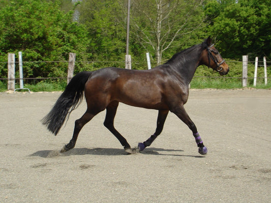 French Trotter Horse GLOSSY POSTER PICTURE PHOTO PRINT BANNER  CONVERSATIONPRINTS