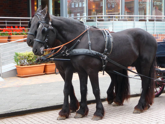 Friesian Frisian Horses GLOSSY POSTER PICTURE PHOTO PRINT BANNER  CONVERSATIONPRINTS