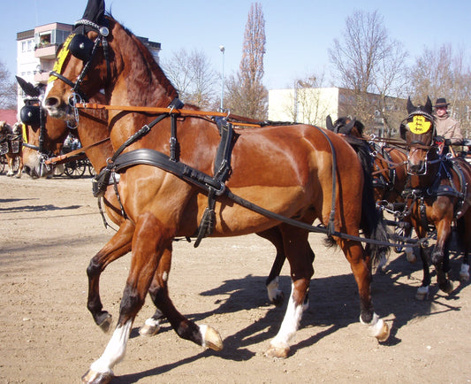 Gelderlander Horse GLOSSY POSTER PICTURE PHOTO PRINT BANNER  CONVERSATIONPRINTS