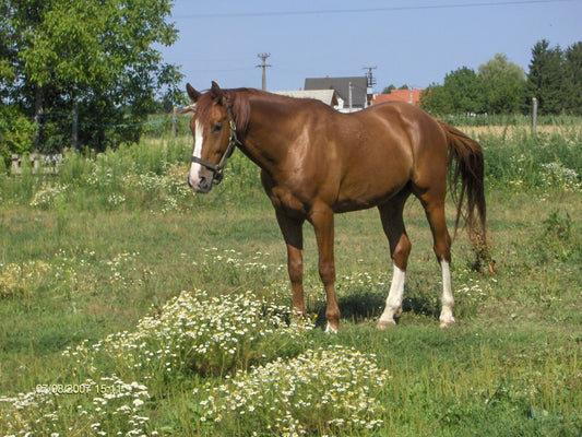 Gidran Horse Breed GLOSSY POSTER PICTURE PHOTO PRINT BANNER  CONVERSATIONPRINTS