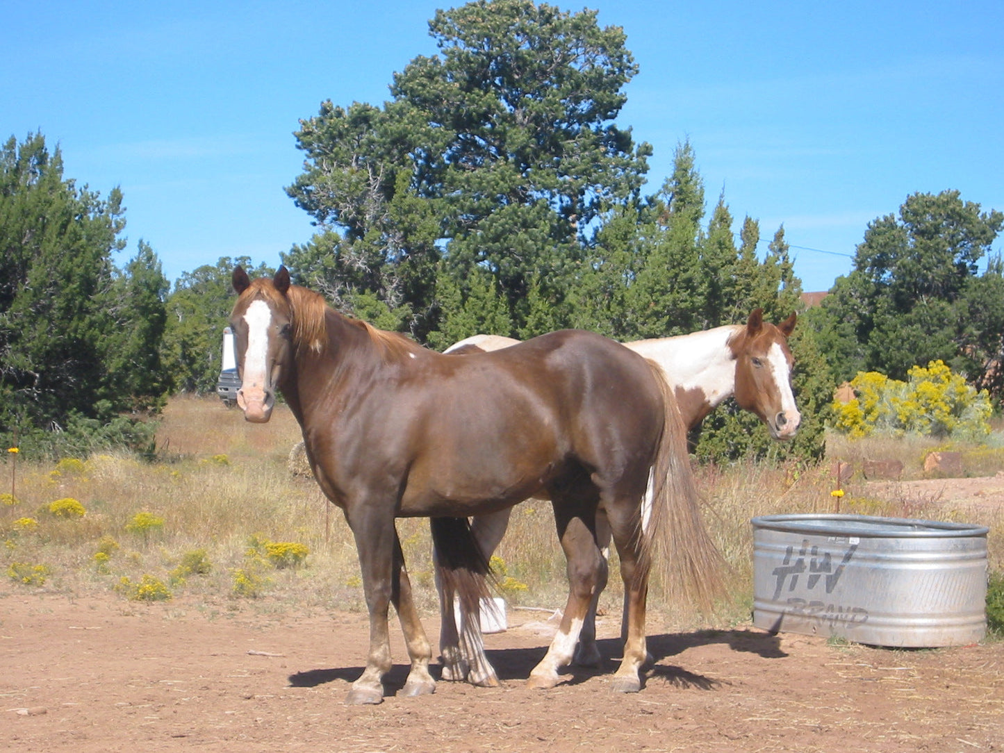 Grade Horse Breed GLOSSY POSTER PICTURE PHOTO PRINT BANNER  CONVERSATIONPRINTS