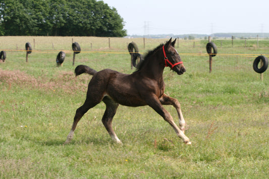 Groninger Horse Breed GLOSSY POSTER PICTURE PHOTO PRINT BANNER  CONVERSATIONPRINTS