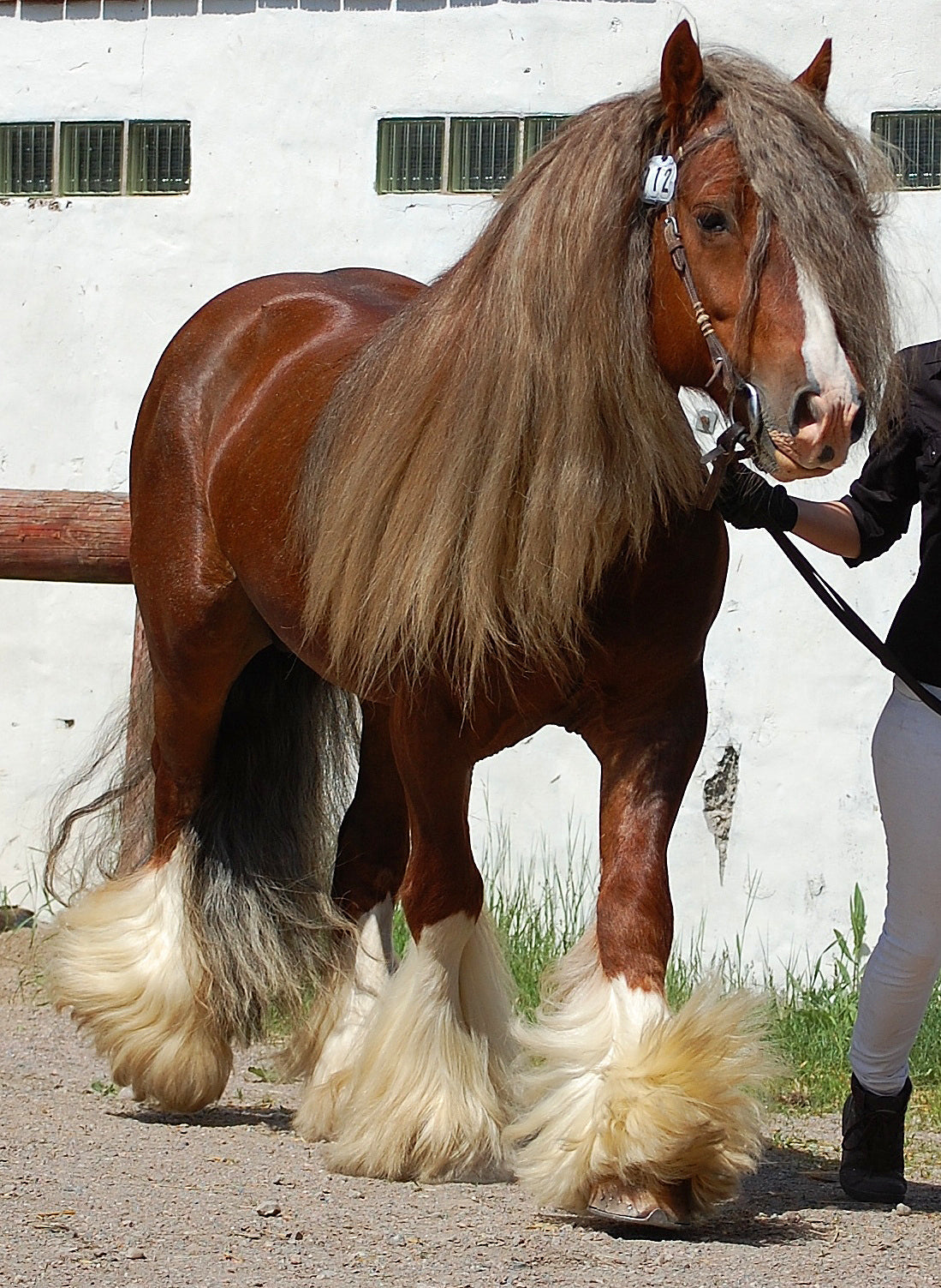 Gypsy Horse Breed GLOSSY POSTER PICTURE PHOTO PRINT BANNER  CONVERSATIONPRINTS