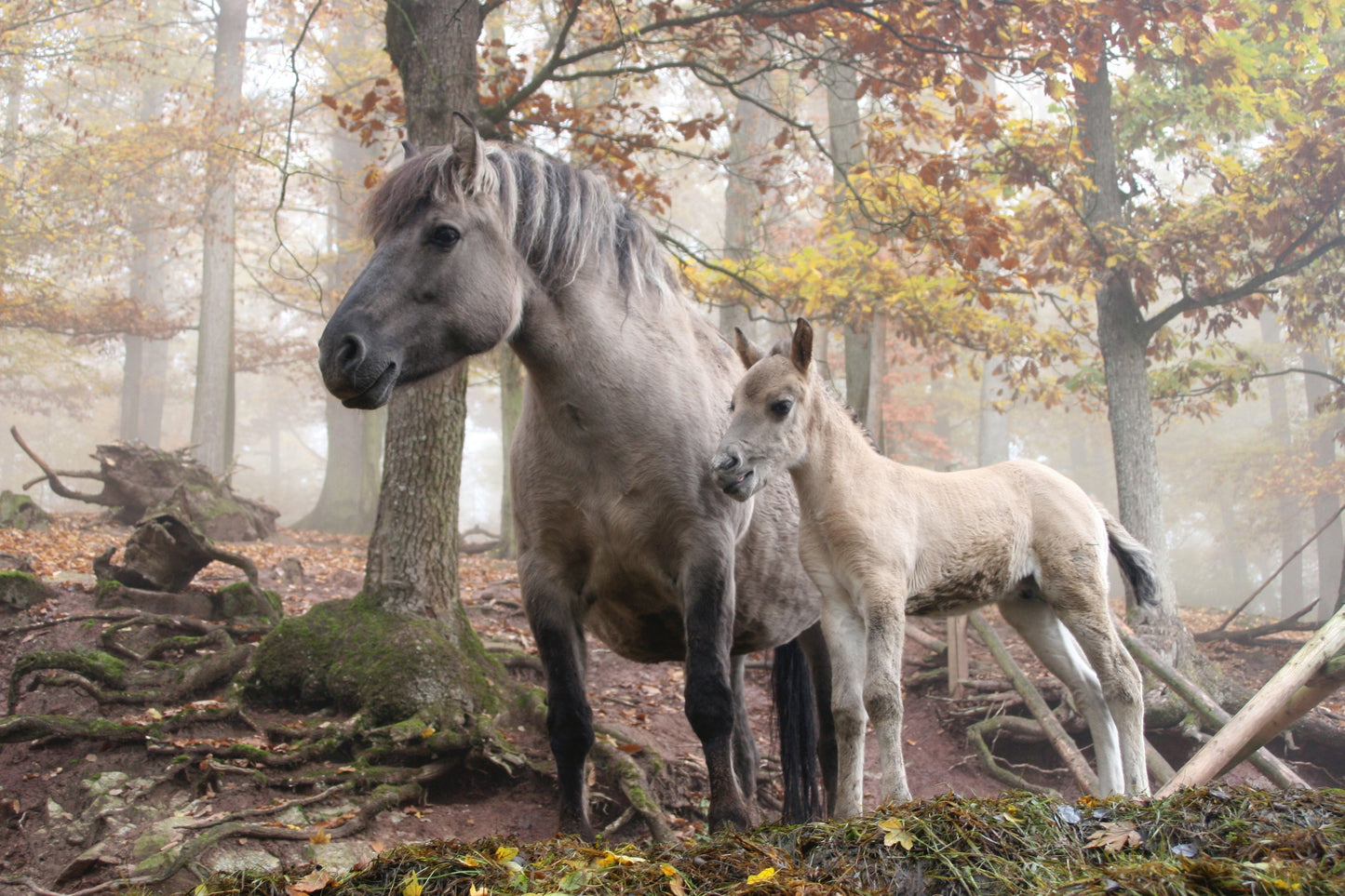 Heck Horse Breed GLOSSY POSTER PICTURE PHOTO PRINT BANNER  CONVERSATIONPRINTS