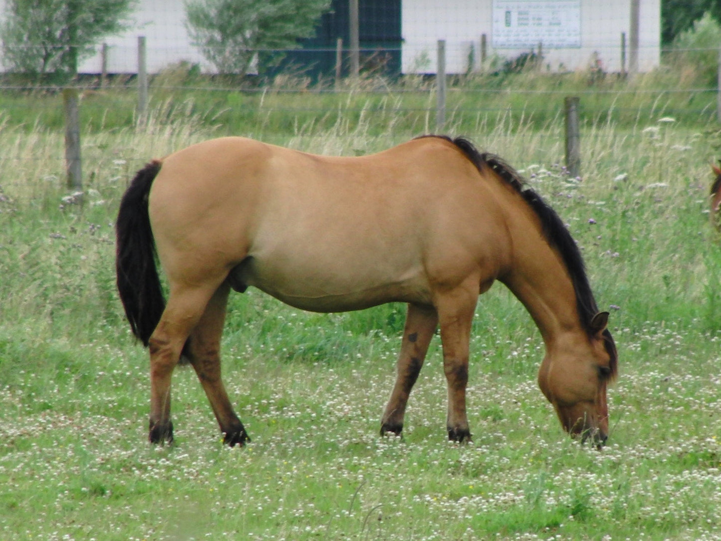 Henson Horse Breed GLOSSY POSTER PICTURE PHOTO PRINT BANNER  CONVERSATIONPRINTS