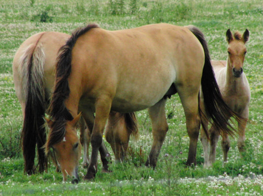 Henson Horses GLOSSY POSTER PICTURE PHOTO PRINT BANNER  CONVERSATIONPRINTS