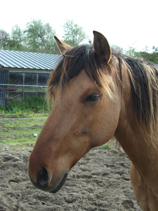 Henson Horse Face GLOSSY POSTER PICTURE PHOTO PRINT BANNER  CONVERSATIONPRINTS