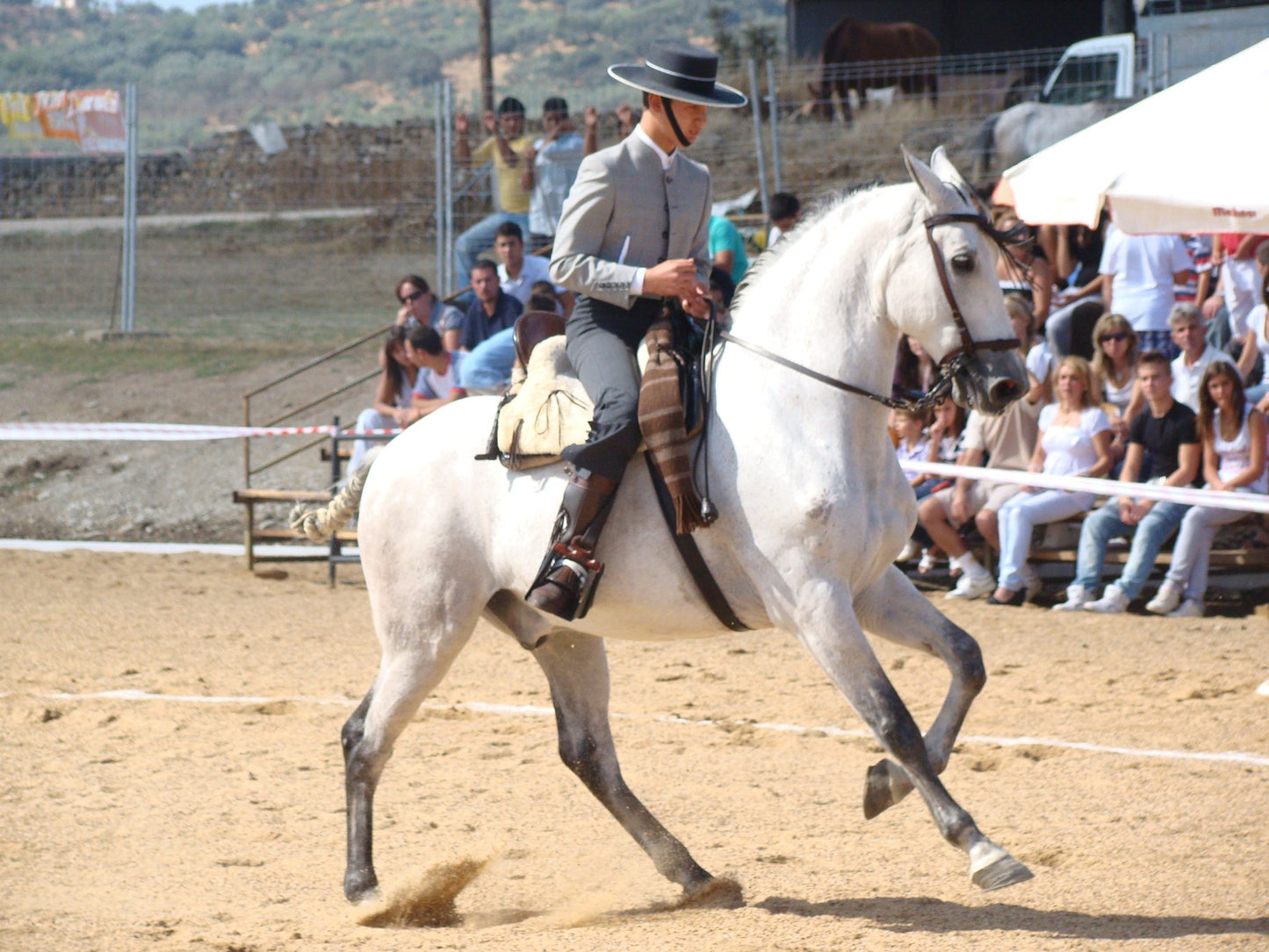 Hispano Arabe Horse GLOSSY POSTER PICTURE PHOTO PRINT BANNER  CONVERSATIONPRINTS